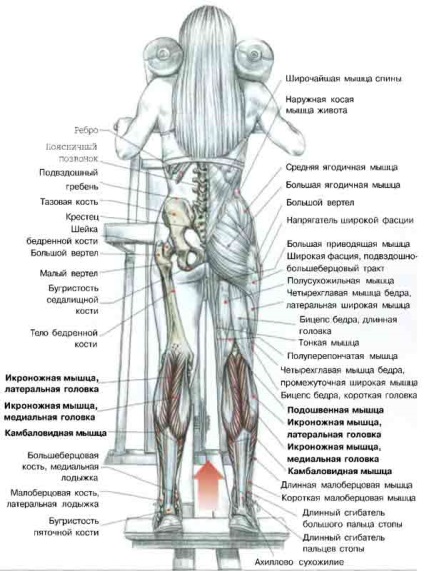 Exerciții pentru muschii picioarelor