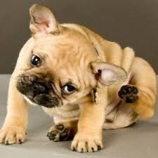 Urechi de urechi la câini - simptome și tratament