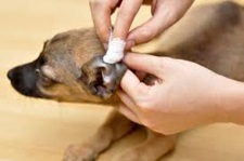 A fül atkák kutyák - tünetek és kezelés