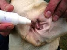 Urechi de urechi la câini - simptome și tratament