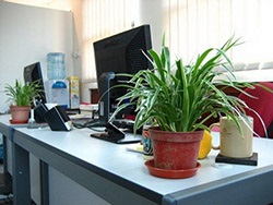 Îngrijirea plantelor în birou 1