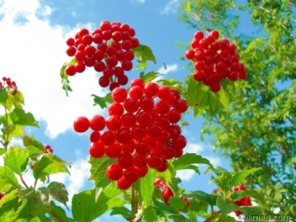 Milyen előnyei vannak a Viburnum