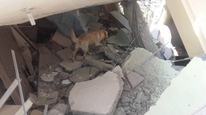 În Ecuador, câinele a salvat 7 oameni din moloz și a murit de deshidratare - știri în fotografii