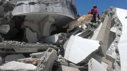 În Ecuador, câinele a salvat 7 oameni din moloz și a murit de deshidratare - știri în fotografii