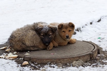Curtea Supremă a pronunțat o condamnare la moarte pentru toate animalele fără adăpost din Rusia • compromite portalul