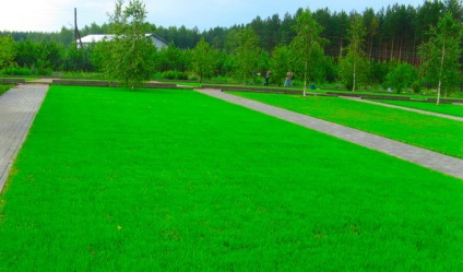 Típusú gyep és rét Photo mór pázsit, nem igényelnek kaszálás, és rövidre nyírt pázsit