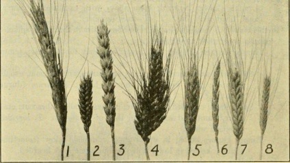 Tipurile de grâu și semnificația lor