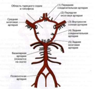 Уилис кръг, който е кръг развитие на Уилис, помощ и съвети