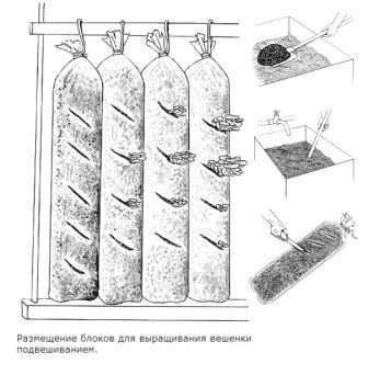 Cultivarea vernacolelor, de unde să începem