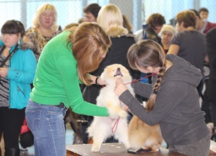 Expoziție de pregătire a Spitz - club de iubitori de câini mici