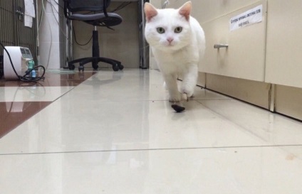 În Novosibirsk, medicii veterinari au făcut o pisică o proteză unică de titan