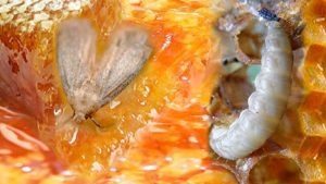 A viasz moly (moly) - tinktúra extraktumot