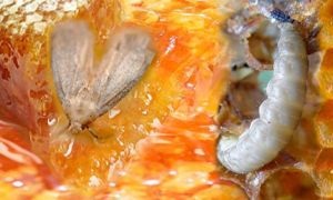 A viasz moly (moly) - tinktúra extraktumot