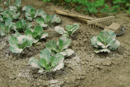 Totul despre agresorul varza - o descriere a soiului, plantarea, ingrijirea si alte aspecte ale fotografiei