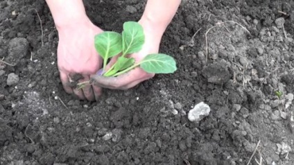 Totul despre agresorul varza - o descriere a soiului, plantarea, ingrijirea si alte aspecte ale fotografiei