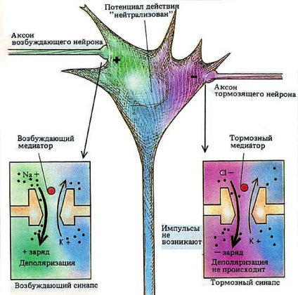 Choleric sanguine descrierea flegmatică melancolică a testamentului temperamentului aisenca