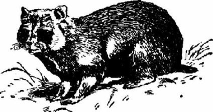 Hamster, vânătoare pentru iepuri și alte rozătoare, bibliotecă, vânătoare fără frontiere