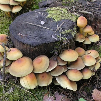 Poze fungice cu ciuperci otrăvitoare și descrierea ciupercilor comestibile și false, caracteristici distinctive