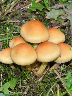 Poze fungice cu ciuperci otrăvitoare și descrierea ciupercilor comestibile și false, caracteristici distinctive