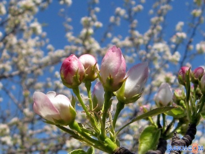 Limbajul florilor, livrarea florilor