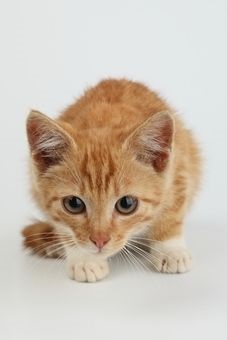 De ce pisicile ascuți ghearele cum să înțepați o pisică pentru a rupe mobilierul și tapetul, articole despre pisici și alte produse de uz casnic