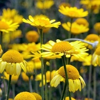 Flori galbene - fotografie