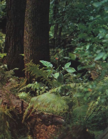 Ginseng cumpăra, descriere, prețuri, rețete, proprietăți