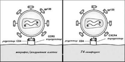 Az életciklus HIV (HIV, a sejtciklus)