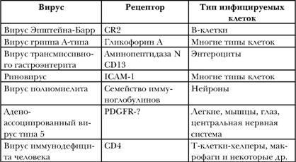 Az életciklus HIV (HIV, a sejtciklus)