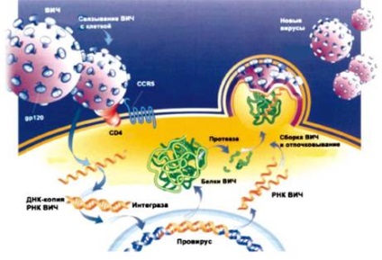 Ciclul de viață al virusului HIV (ciclul viral din celulă)