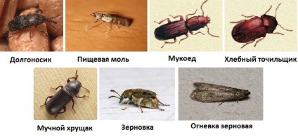 Bugs în bucătărie sunt motivele pentru apariția și cum să se ocupe de ele - kuhnyagid - kuhnyagid