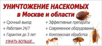 Bugs în bucătăria soiului