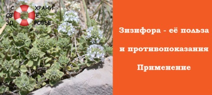 Ziziphora clinopodia proprietăți utile și contraindicații