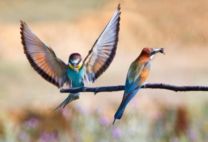 Gyurgyalag - még mindig az egyik a színes madarak