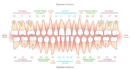 Dentiții prin numere în stomatologie - fotografie și descriere