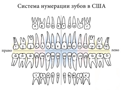 Dentiții prin numere în stomatologie - fotografie și descriere