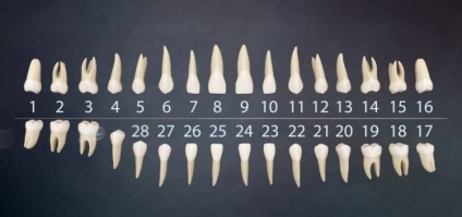 A fogak száma a fogászatban - egy fotó és leírás