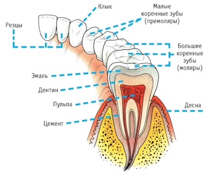 Dentiții prin numere în stomatologie - fotografie și descriere