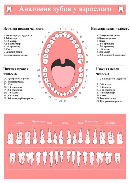 Dentiții prin numere în stomatologie - fotografie și descriere