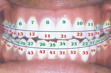 Dentiții prin numere în stomatologie - fotografie și descriere