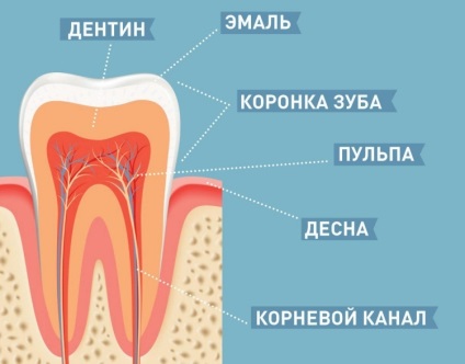 Dentiții prin numere în stomatologie - fotografie și descriere