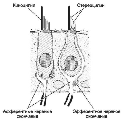 csiga zvukovosprinimayuschego szerv - a spirál test