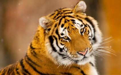 10 Interesante despre tigrii!
