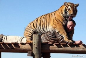 10 Interesante despre tigrii!