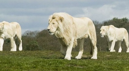 Fab 10 macska, hogy már szinte teljesen eltűnt