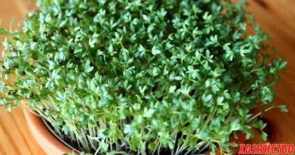 10 Plante care pot crește la umbra