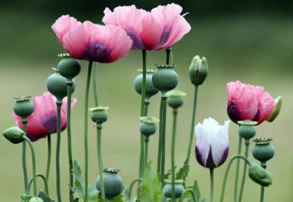 10 Most halálos virágok - Infománia