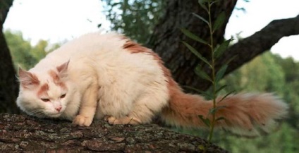 11 lenyűgöző tények macskák, amelyek lepni