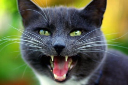 11 lenyűgöző tények macskák, amelyek lepni
