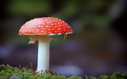 15 Specii de ciuperci care tratează bolile